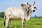 zeebo cow
