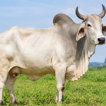 Zeebo Cow: Meaning, Characteristics, Breeds, and Interesting Facts 9 zeebo cow